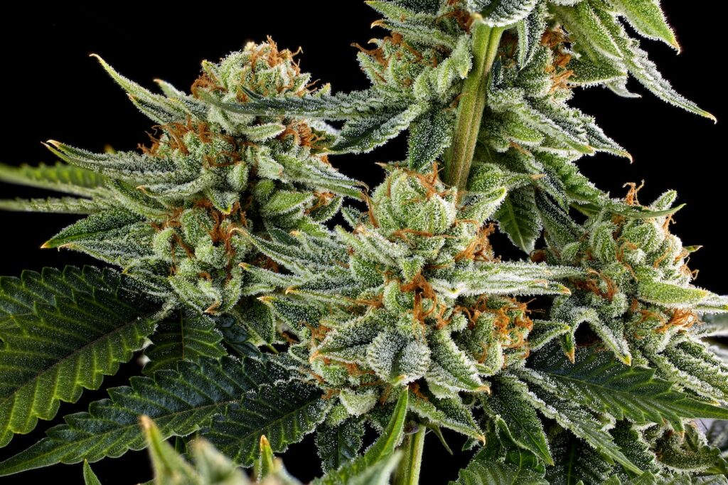 Find The Best Dispensary Deals In Maywood, Nj - The Grass Cab Dispensary Nj The grass cab dispensary cannabis flower