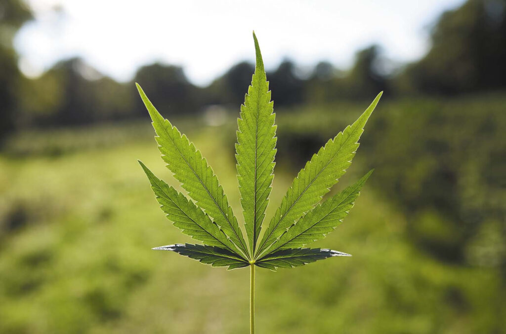 Discover The Best Dispensary Near Maywood, Nj: The Grass Cab - The Grass Cab Dispensary Nj Tgc near maywood - the grass cab dispensary nj
