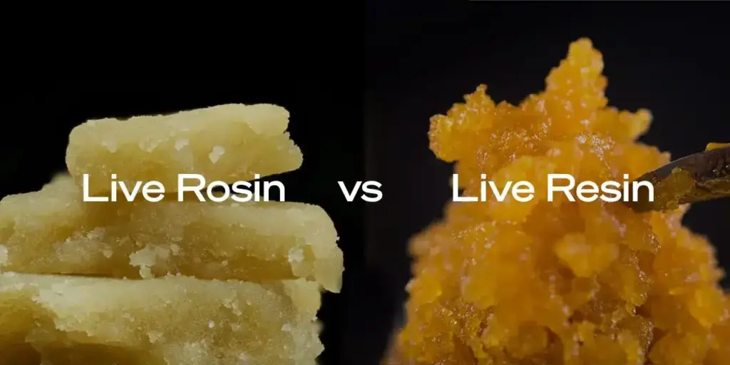 Live Rosin Vs. Resin: What’s The Difference? - The Grass Cab Dispensary Nj Live resin vs live rosin