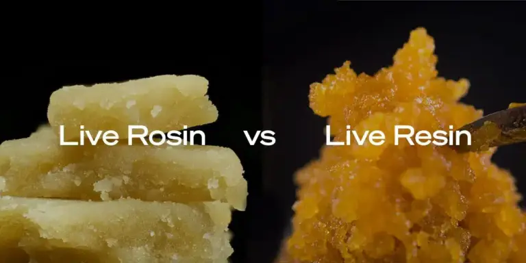 Live resin vs Live Rosin